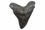 Serrated, Fossil Megalodon Tooth - South Carolina #306302-1